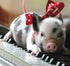 Pig on Piano Table